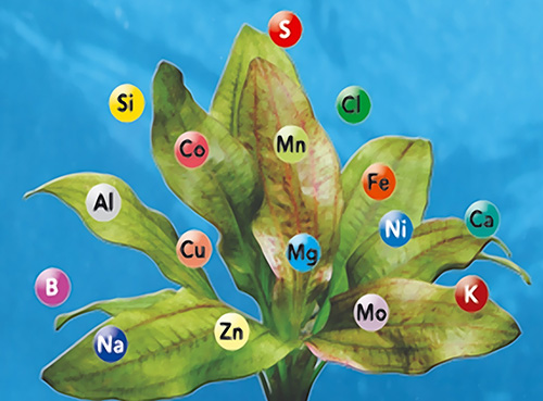 Микроудобрения: Компенсация недостающих растению микроэлементов