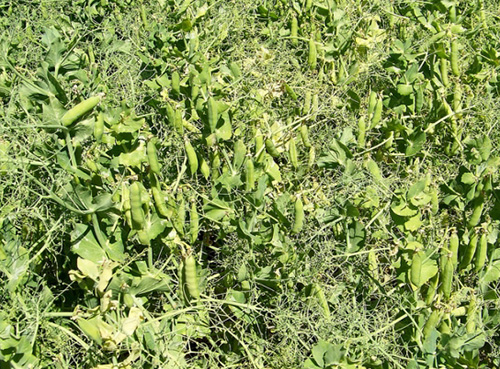 Прирост гороха благодаря обработке препаратами ЛИСТ-ФОРТЕ на 12-18%