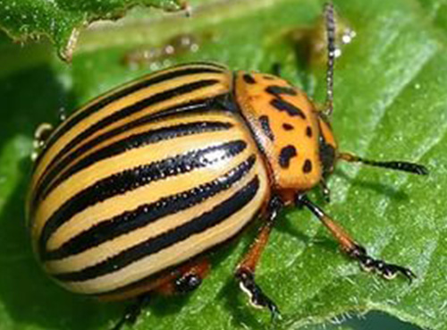 Микроудобрения: Повысить устойчивость к стрессам и вредителям