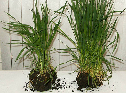 Микроудобрения: Стимуляция роста и развития растений