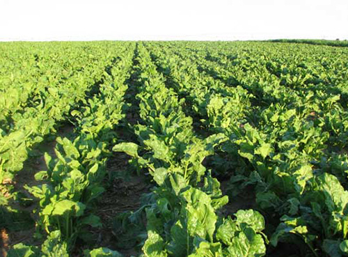 Прирост свёклы благодаря обработке препаратами ЛИСТ-ФОРТЕ на 17-28%, фото