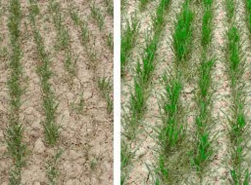 Микроудобрения: Антистрессовая и адаптогенная помощь при применении СЗР